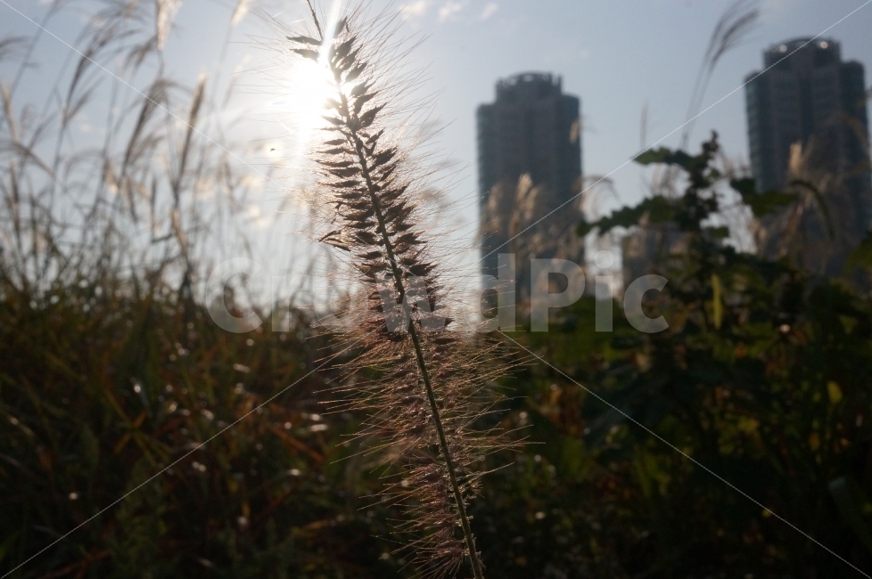 갈대,가을,햇빛,분위기,햇볕,따듯함,공원,소풍,한강,안양천,가을,계절,fall,autumn,season,식물,자연,plants,nature,감성,sensible,feeling,grass,잔디,plant,lawn