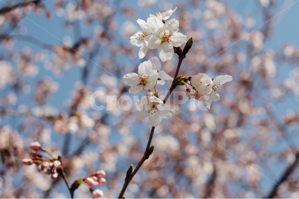 봄,자연,꽃,벚꽃,식물,spring,봄,계절,spring,season,plant,blossom,flower