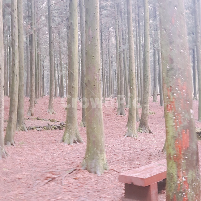 나무,산속,숲,힐링,쉼터,자연