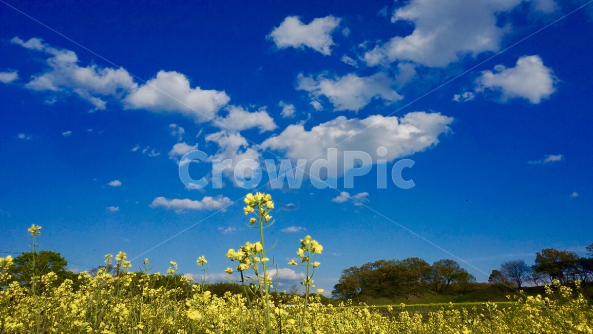유채꽃,봄,꽃,하늘,구름,봄,계절,spring,season,식물,자연,plants,nature,꽃,flower,grassland,목초지,outdoors,옥외,field,들