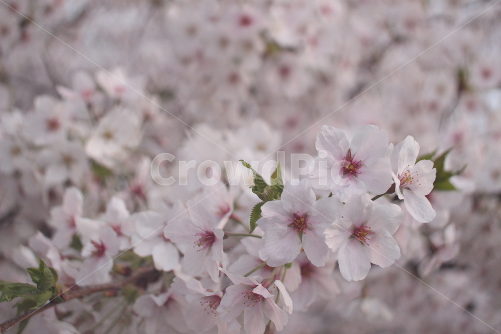 꽃,벚꽃,꽃사진,접사,하늘,봄,계절,spring,season,식물,자연,plants,nature,꽃,flower,plant,blossom,cherry blossom