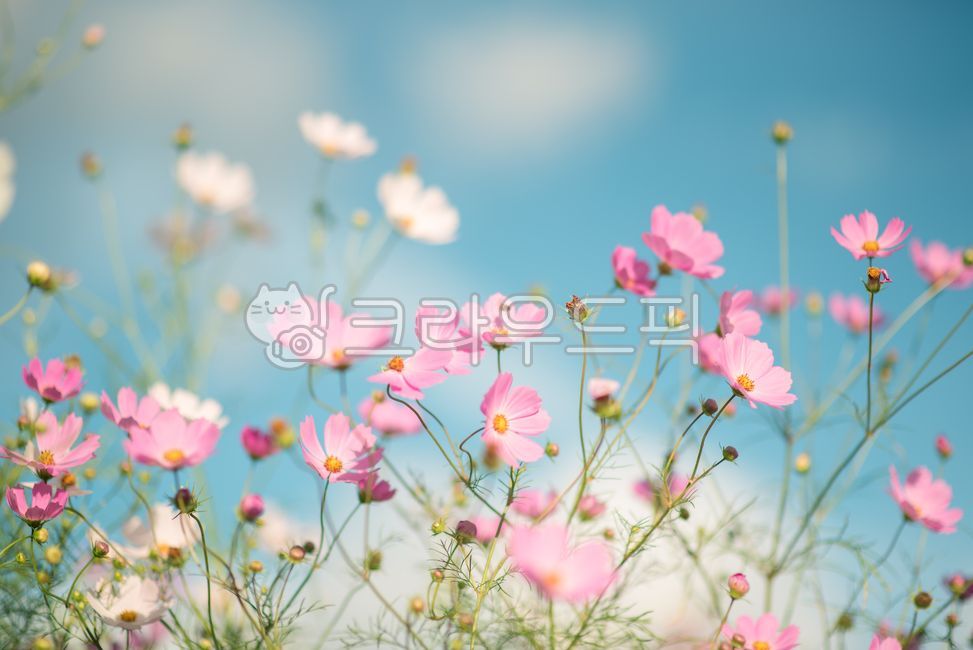 가을,코스모스,하늘,자연,꽃
