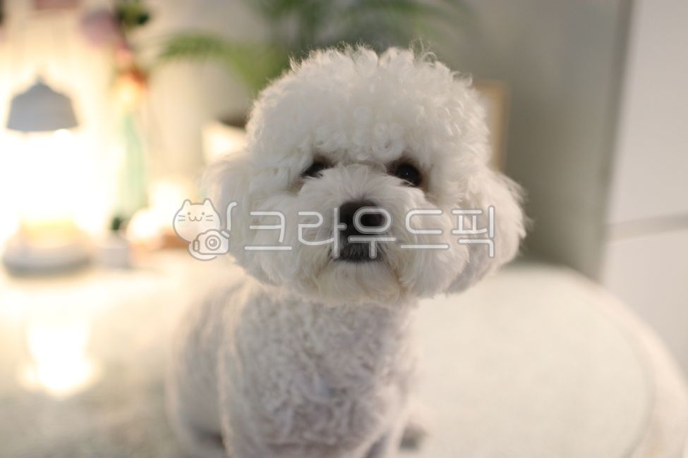 강아지,하얀강아지,비숑프리제,비숑,흰강아지,애완동물,반려동물,개,dog