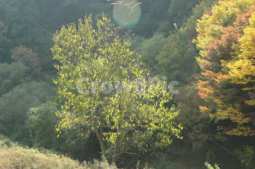 햇살,나무,반짝임,대비,역광,가을,계절,fall,autumn,season,tree,plant,식물