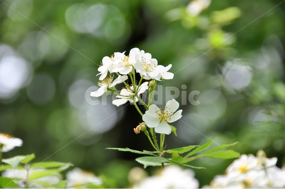 꽃,자연,식물,봄,정원,아름다움,식물,자연,plants,nature,꽃,flower
