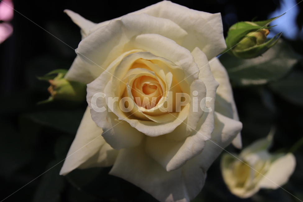 장미꽃,장미,꽃,자연,풍경,이곡장미공원,식물,자연,plants,nature,꽃,flower