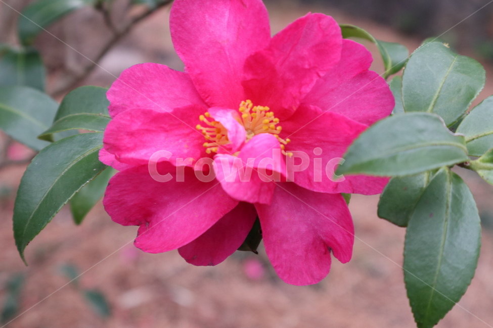 plant,식물,blossom,꽃,flower