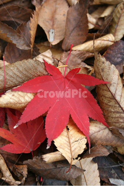 단풍,낙엽,가을,잎,plants,nature,가을,계절,fall,autumn,season,leaf,plant,식물,tree,나무