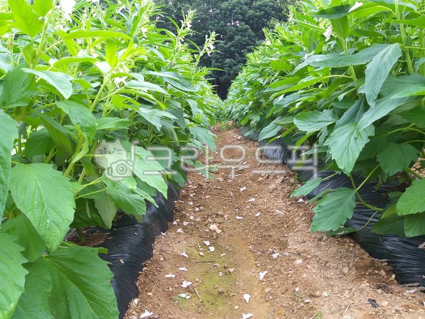 Oil,farming,Sesame oil,sesame flower,Sesame