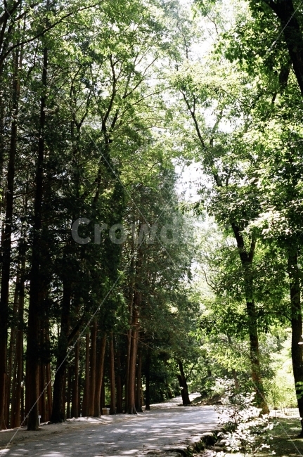 필름사진,풍경사진,숲길,나무,숲속풍경,자연,풍경,nature,landscape,휴식,힐링,rest,relaxation,healing,plant,식물,tree