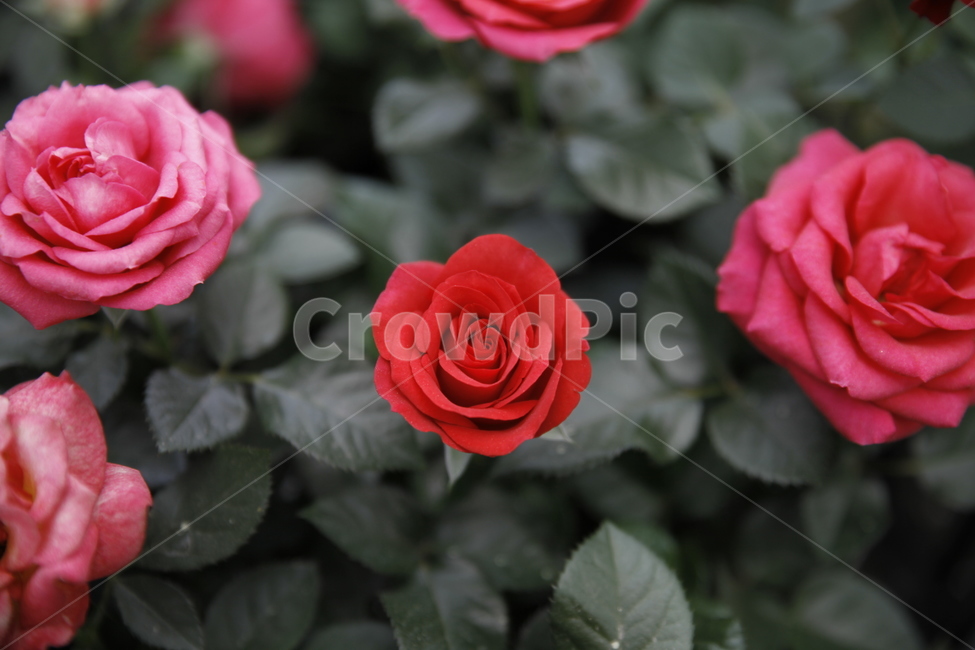 장미,5월의장미,빨간장미,rose,redrose,꽃사진,식물,자연,plants,nature,꽃,flower,감성,sensible,feeling,색깔,색상,색채,색감,color sense,color sensitivity,feeling of color