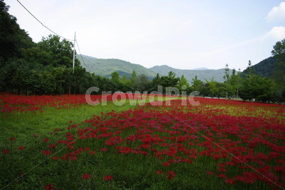 꽃무릇,꽃,color,flower,꽃밭,red,자연,풍경,nature,landscape,식물,plants,꽃,flower,field,들,outdoors,옥외,grassland,목초지