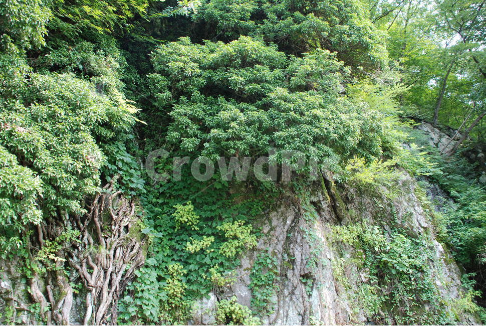 송악,담장나무,꽃말우정,꽃말신뢰,나무,덩굴,자연,풍경,nature,landscape,plant,식물,tree,vegetation,초목
