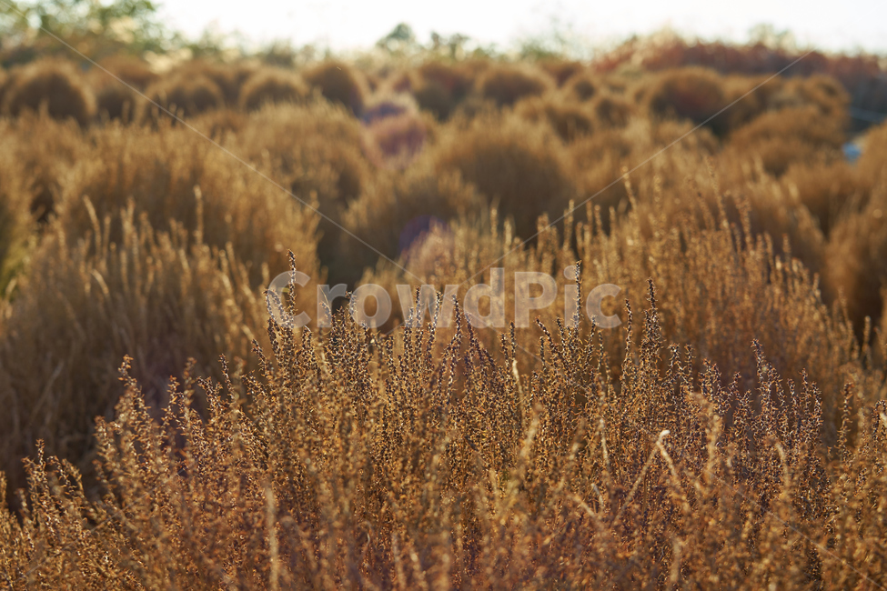 하늘공원,가을,댑싸리,식물,핑크뮬리,잔디,풀,가을식물,갈색,가을,계절,fall,autumn,season,plant,grass,food,음식,vegetable,야채,grain,곡물