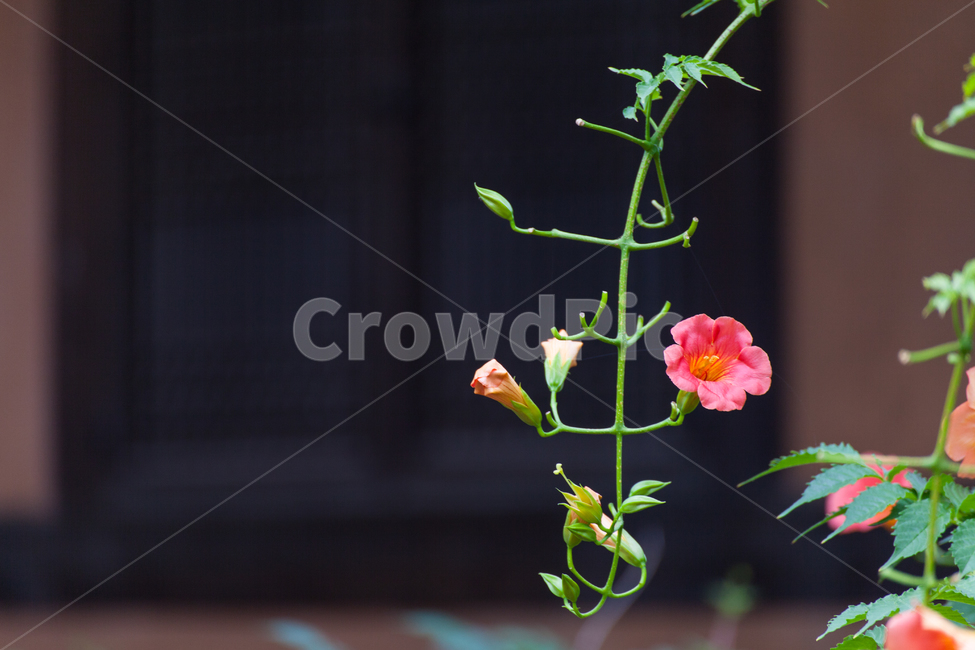 여름,한국적인,꽃,능소화,한국전통,식물,주황색,반영,color,nature,summer,항아리,jar,koreanculture,korean,traditional,plants,flowers,자연,식물,자연,plants,nature,꽃,flower
