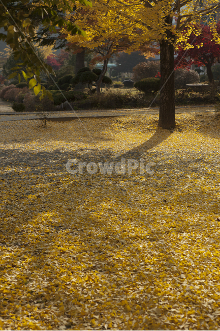 가을,은행나무,낙엽,은행잎,늦가을,정취,자연풍경,가을,계절,fall,autumn,season,자연,풍경,nature,landscape,plant,식물