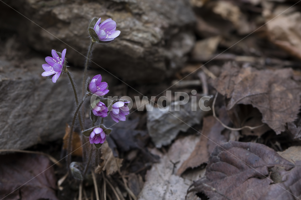 노루귀,Hepatica,신뢰,자신감,인내,confidence,수리산,구봉산,화야산,봄꽃,식물,자연,plants,nature,꽃,flower