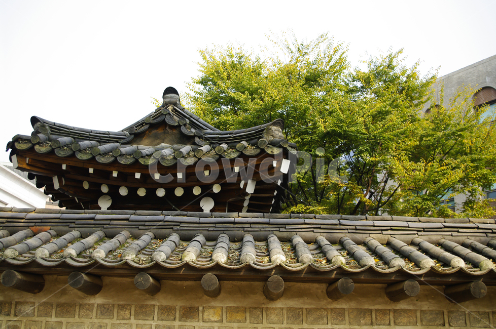건축,전통건축,traditional,전통,기와지붕,나무,식물,plant,한국전통,한국문화,korean traditional,korean culture,건축물,건물외관,exterior,building,structure,architecture,construction