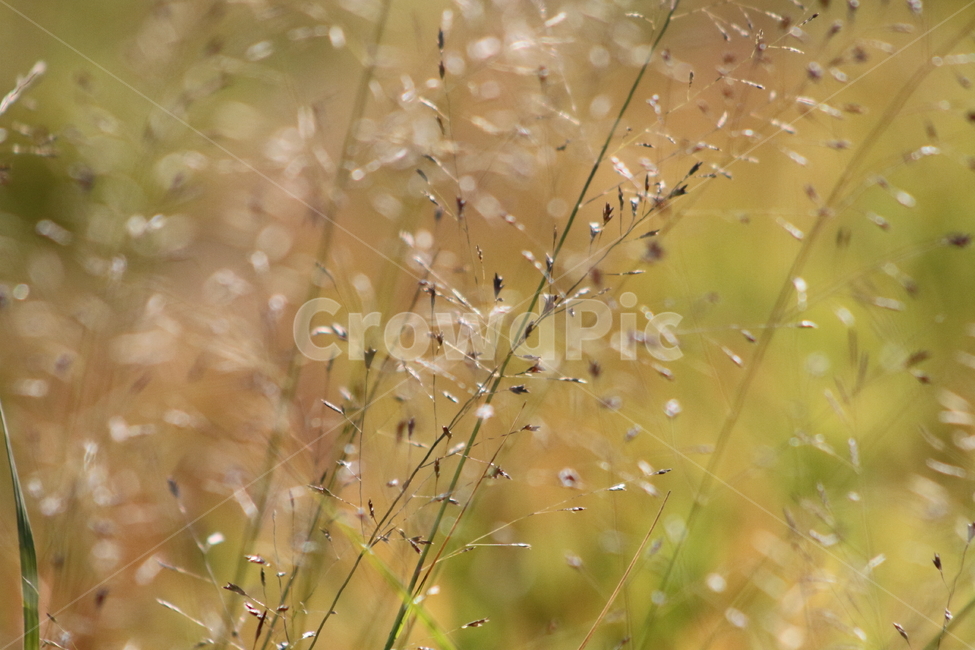 잡초,풀,씨앗,번식,grass,식물,자연,plants,nature