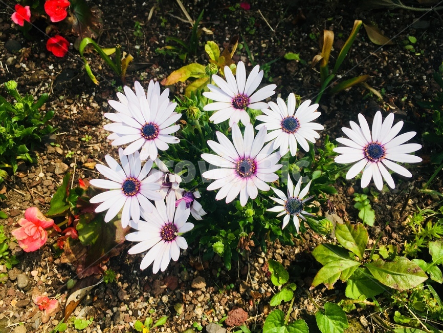 꽃,봄,노랑,풍경,flower,생화,자연,흰색,식물,자연,plants,nature,꽃,flower