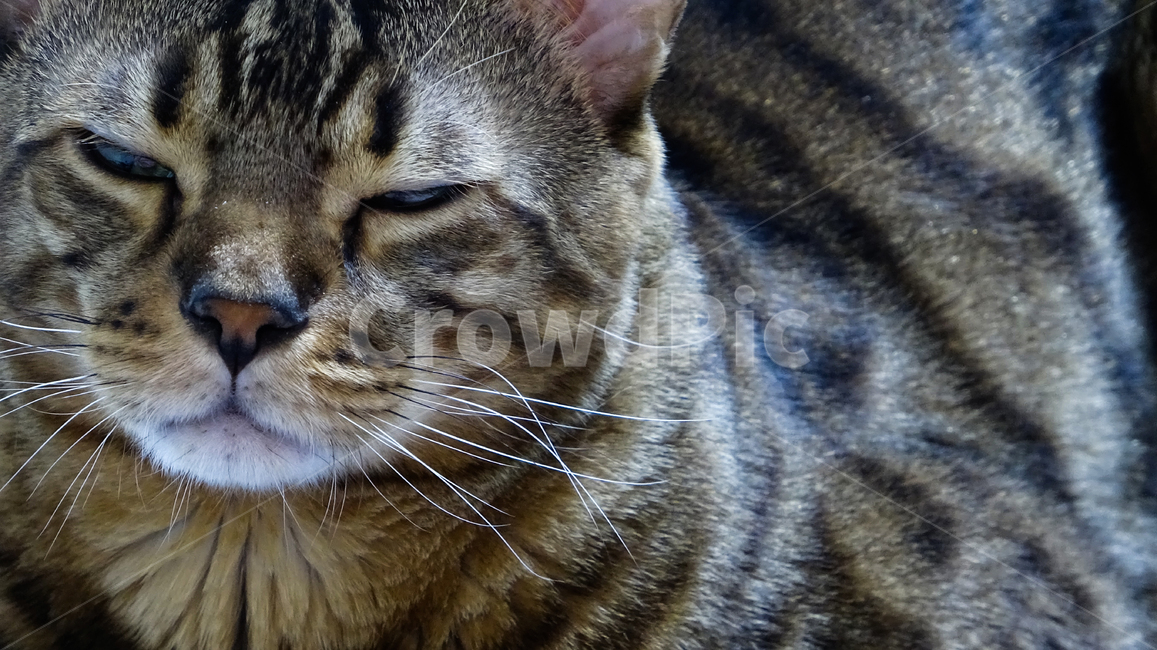 animal,동물,포유류,pet,애완동물,cat,동물,animal,포유류,mammal,고양이,cat,kitten,kitty