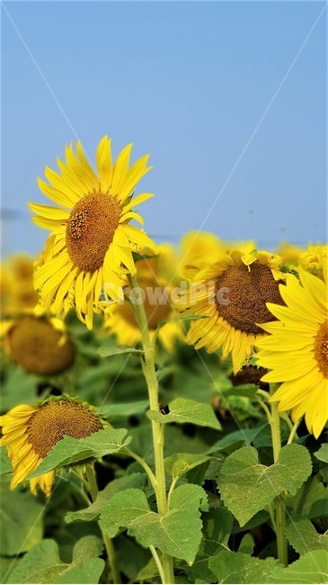 해바라기,꽃,식물,자연,아름다움,태양,sun,가을,여름,계절,plants,season,nature,summer,sunflower