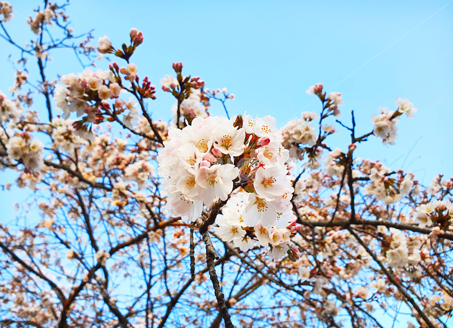 벚꽃,벚꽃나무,공원,봄,4월,cherrybolssom,blooming,sakura,nature,tree,하얀벚꽃,floral,spring,blossom,꽃,flower,식물,plant