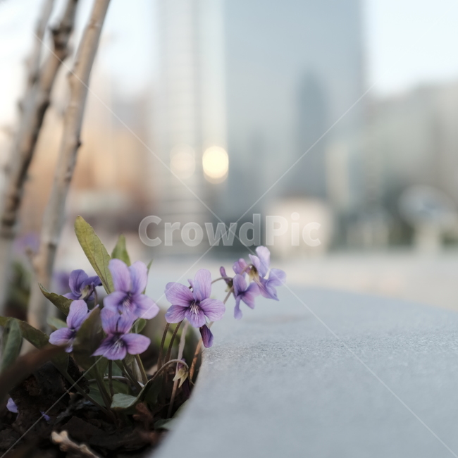제비꽃,봄,꽃,보라색,화단,제젭,식물,자연,plants,nature,꽃,flower