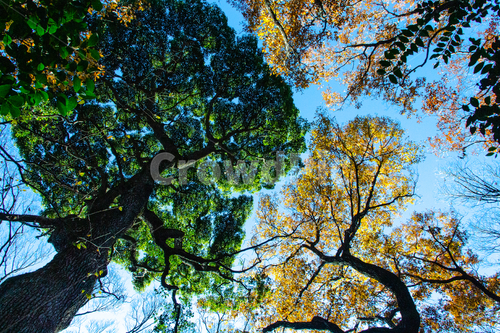 나무,자연,풍경,일본,숲,색상,색채,색감,nature,colorsense,자연,풍경,nature,landscape,식물,plants,나무,trees,wood,tree,plant,tree trunk,나무 줄기