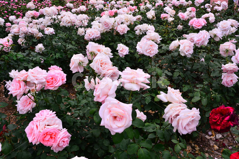 장미,장미꽃,로즈,꽃,아름다움,예쁜,플라워,데코레이션,꽃송이,꽃잎,feeling,rose,flowers,5월,계절의여왕,가시,가든,정원,앞뜰,장미원,장미축제,BEAUTIFUL,plant,garden,핑크색장미,분홍장미,pink,꽃밭,수많은,식물,자연,plants,nature,꽃,flower
