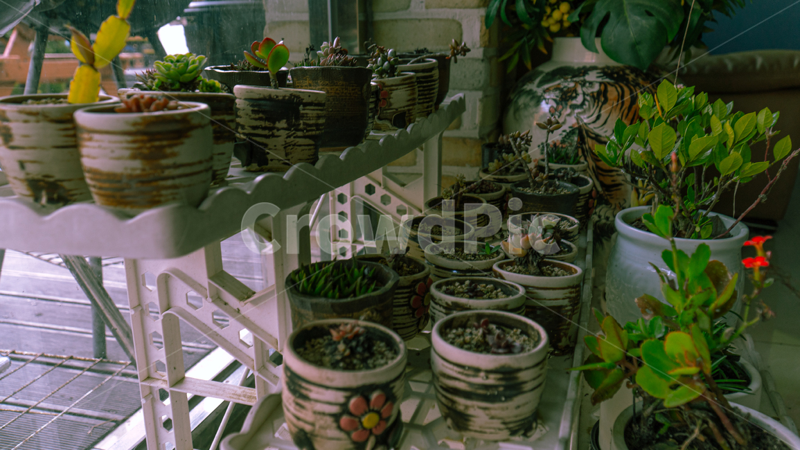 화분,실내화분,식물,나무,화초류,실내용화초,화분,화초,house plant