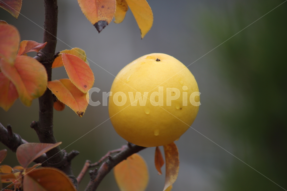 모과,열매,약용식물,모과나무,chinesequince,식물,자연,plants,nature,과일,열매,fruit