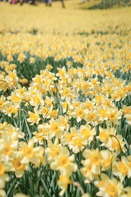 노란,옐로우,노랑색,수선화,꽃,봄꽃,노란물결,narcissus,봄,계절,spring,season,plant,식물,flower,blossom