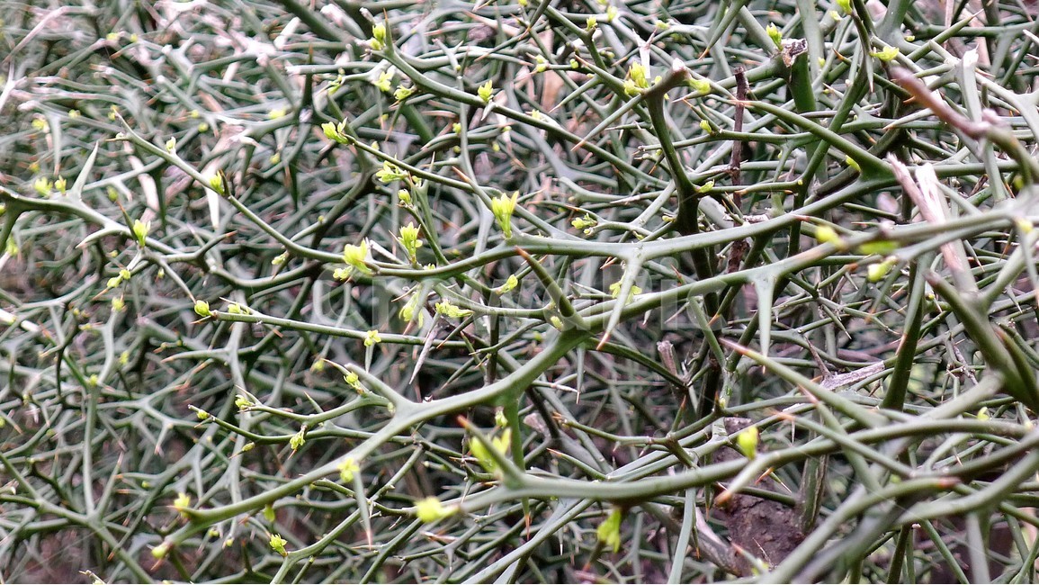 식물,자연,봄,정원,가시나무,식물,자연,plants,nature,꽃,flower