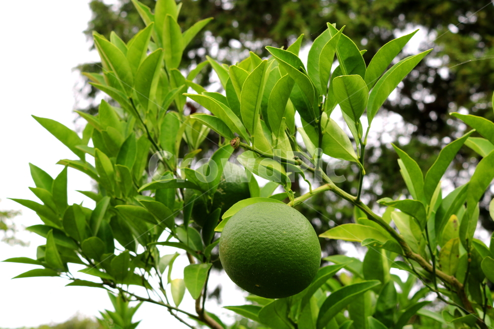 나무,귤,감귤,감귤나무,식물,과일,밀감,식물,자연,plants,nature,과일,열매,fruit