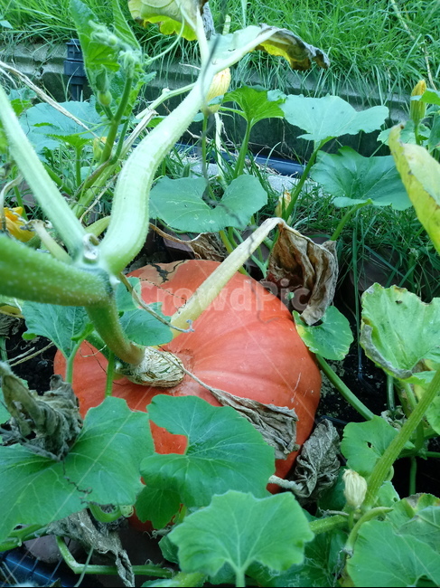 호박,plant,식물,pumpkin,덩굴성일년생초본식물