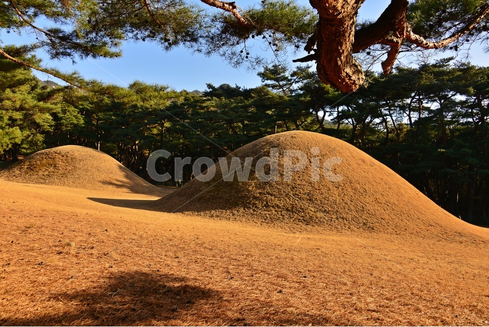 tree,나무,plant,식물,treetrunk,나무줄기,outdoors,옥외,경주,배동,삼릉,삼릉소나무,소나무