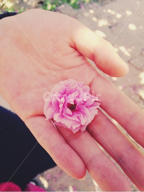 봄,벚꽃,왕벚꽃,힐링,감성,꽃,flower