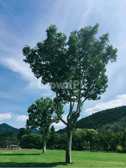 나무,하늘,햇빛,풍경,여름,초록,자연,풍경,nature,landscape,tree,plant,식물,tree trunk,나무 줄기