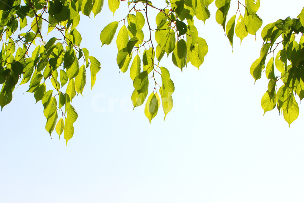 감성사진,풍경,자연,하늘,나무,잎,잎사귀,tree,green,식물,자연,plants,nature,휴식,힐링,rest,relaxation,healing