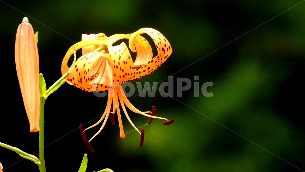 꽃,식물,자연,계절,풍경,식물,자연,plants,nature,꽃,flower