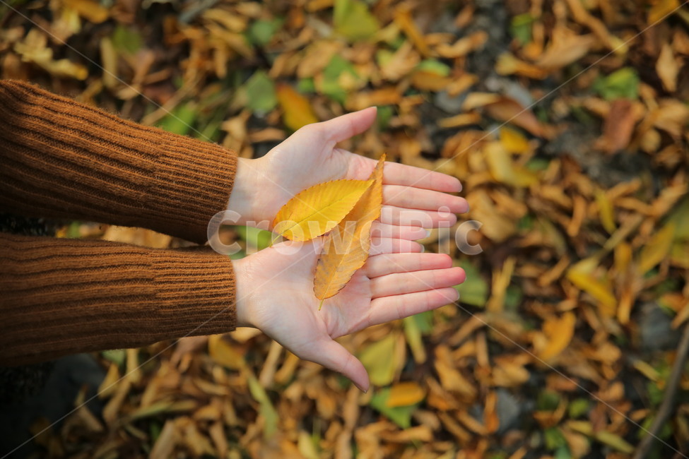 손,낙엽,가을,손바닥,hand,plant,식물,잎,fall,낙엽줍기,인물,신체일부,human,신체,연출,몸,여성,색깔,색체,색상,색감,손가락,아련함,nature,body,woman,female,colorsense,두손,가을,계절,fall,autumn,season