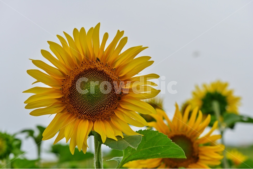 flower,sprout,새싹,bud,싹,blossom,꽃,plant,식물,해바라기,해바라기꽃