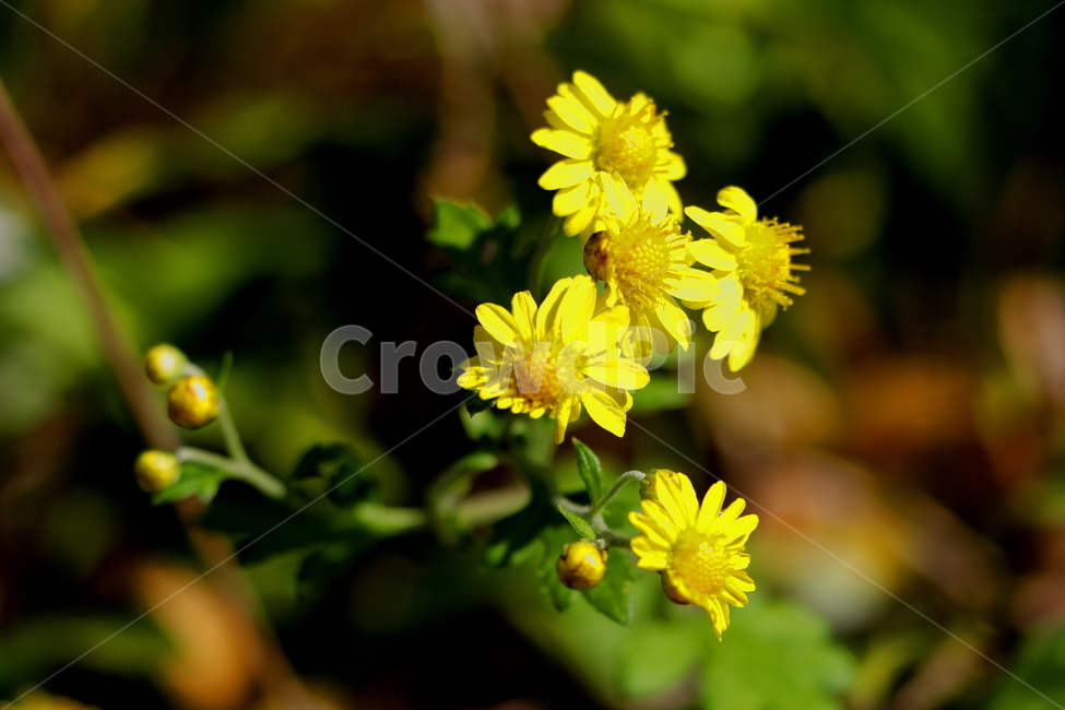 꽃,자연,식물,풍경,봄,식물,자연,plants,nature,꽃,flower