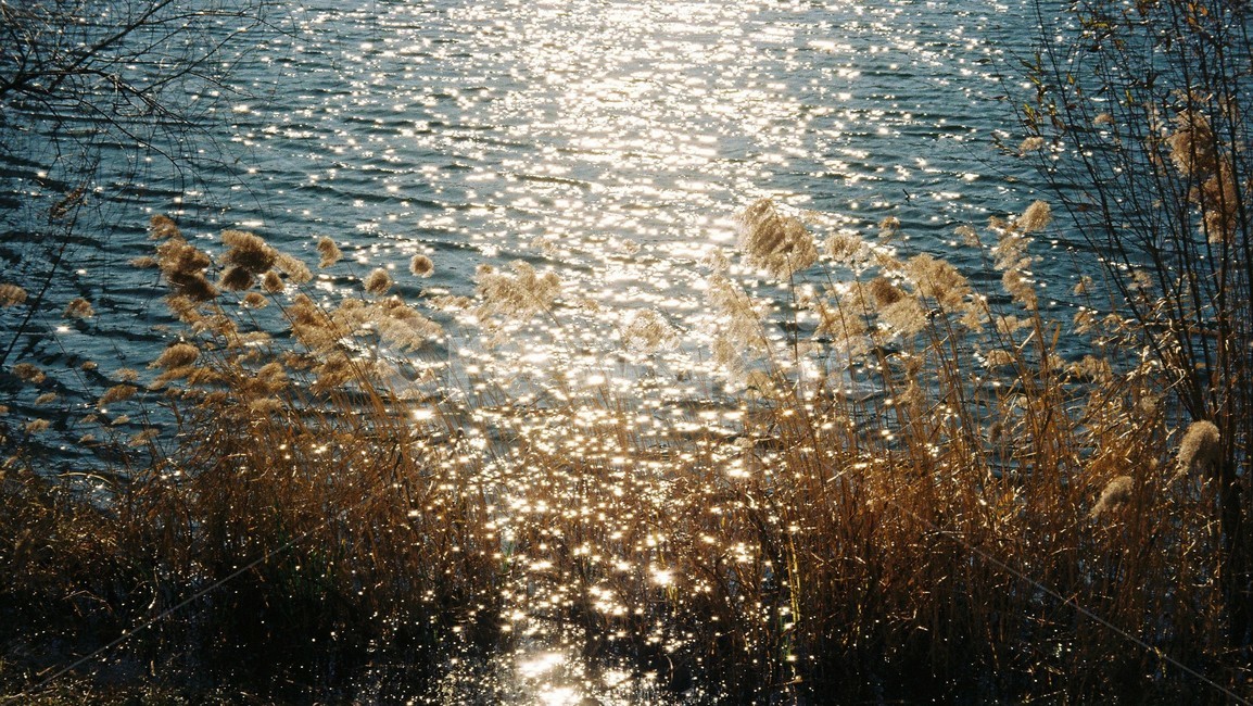 자연,갈대,은결,분위기,감성,아날로그,필름,가을,계절,fall,autumn,season,자연,풍경,nature,landscape,휴식,힐링,rest,relaxation,healing,grass,잔디,plant,식물