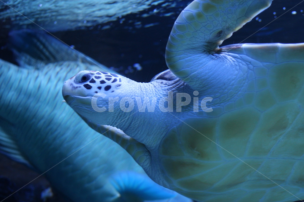 animal,동물,turtle,터틀,seaturtle,바다거북,sealife,해양생물,거북이
