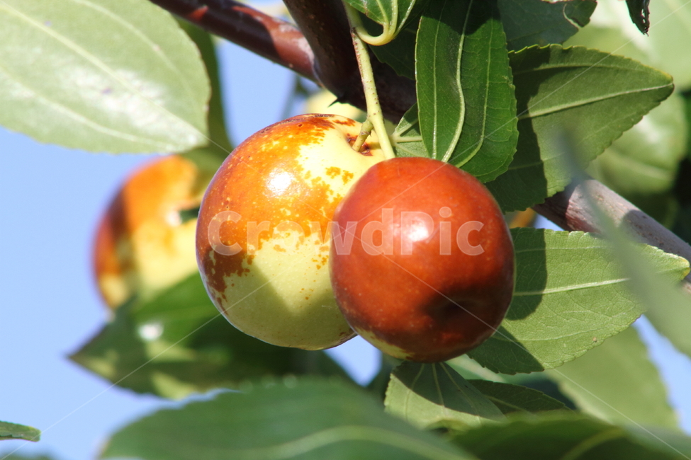 대추,열매,과일,약용식물,commonjujube,fruit,식물,자연,plants,nature,과일,열매,fruit