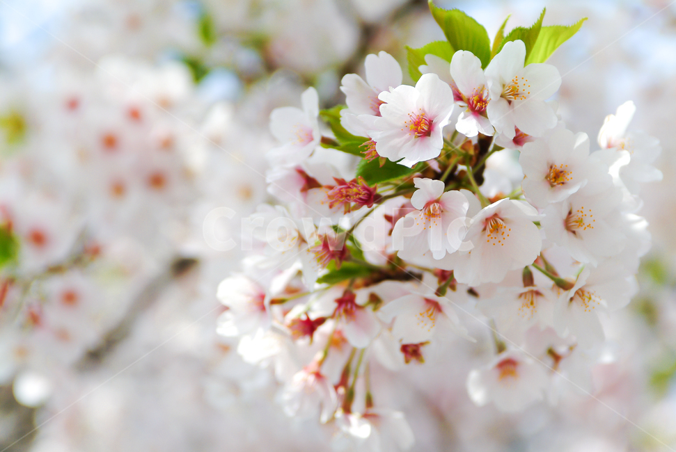 벚꽃,사쿠라,봄,봄꽃,3월,여의도벚꽃,하얀꽃,부케,cherryflower,자연,flower,벚꽃축제,봄,계절,spring,season