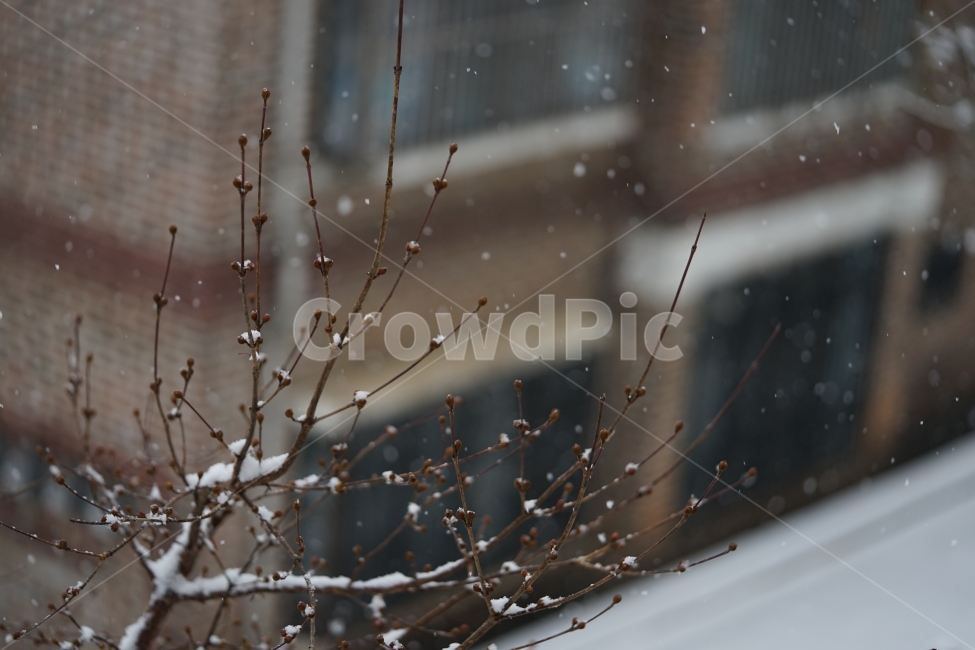 눈,설경,풍경,풍경사진,겨울,겨울이야기,윈터,winter,계절,추위,눈내리는날,감성,감성사진,겨울풍경,느낌,나무,snow,스노우,바람,한파,날씨,하얀색,화이트,흰색,겨울,계절,winter,season