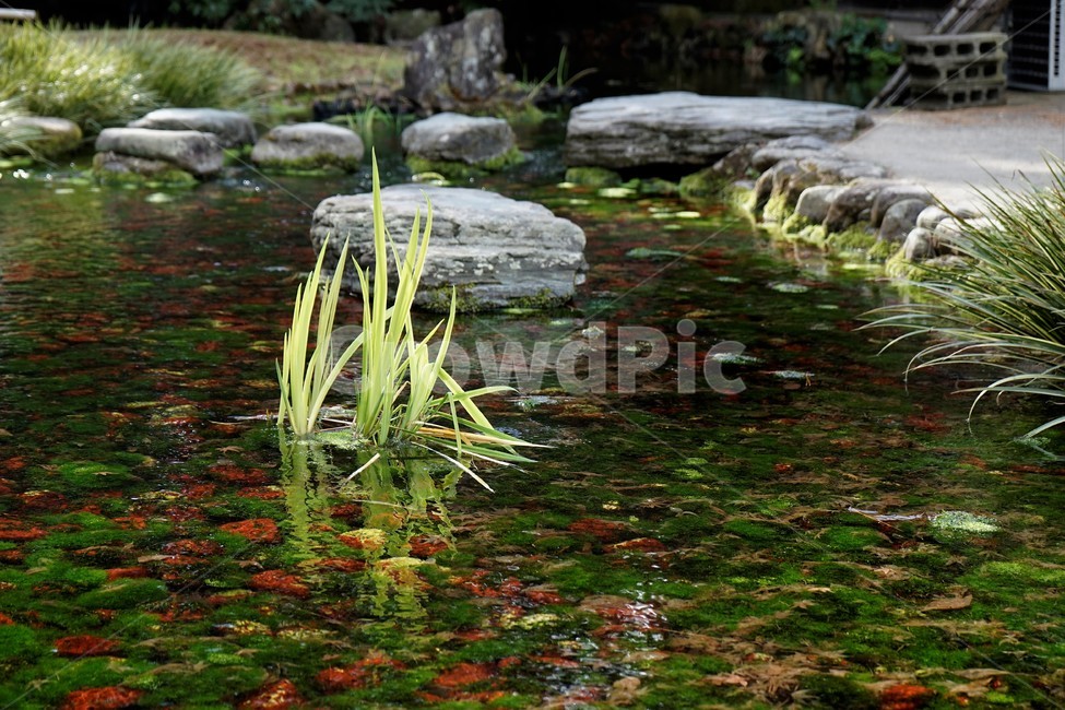 연못,수초,식물,자연,녹색,잎,green,grass,water,nature,environment,leaves,자연,풍경,nature,landscape,물,outdoors,옥외,land,땅